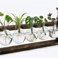 Support de Propagation en Bois — Sora 5