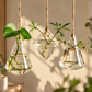 Vases de Propagation Suspendus — Hikari